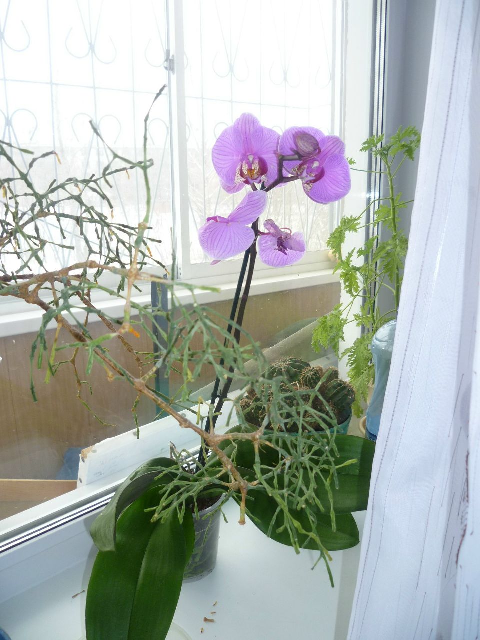 Олеся Свердлова # 95% СКЕПТИК# | Хабаровск