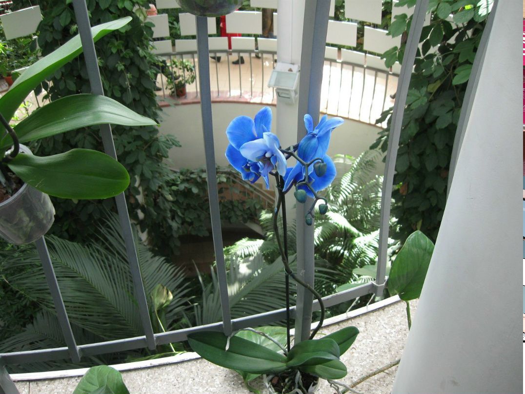 Катерина Лаппо | Минск