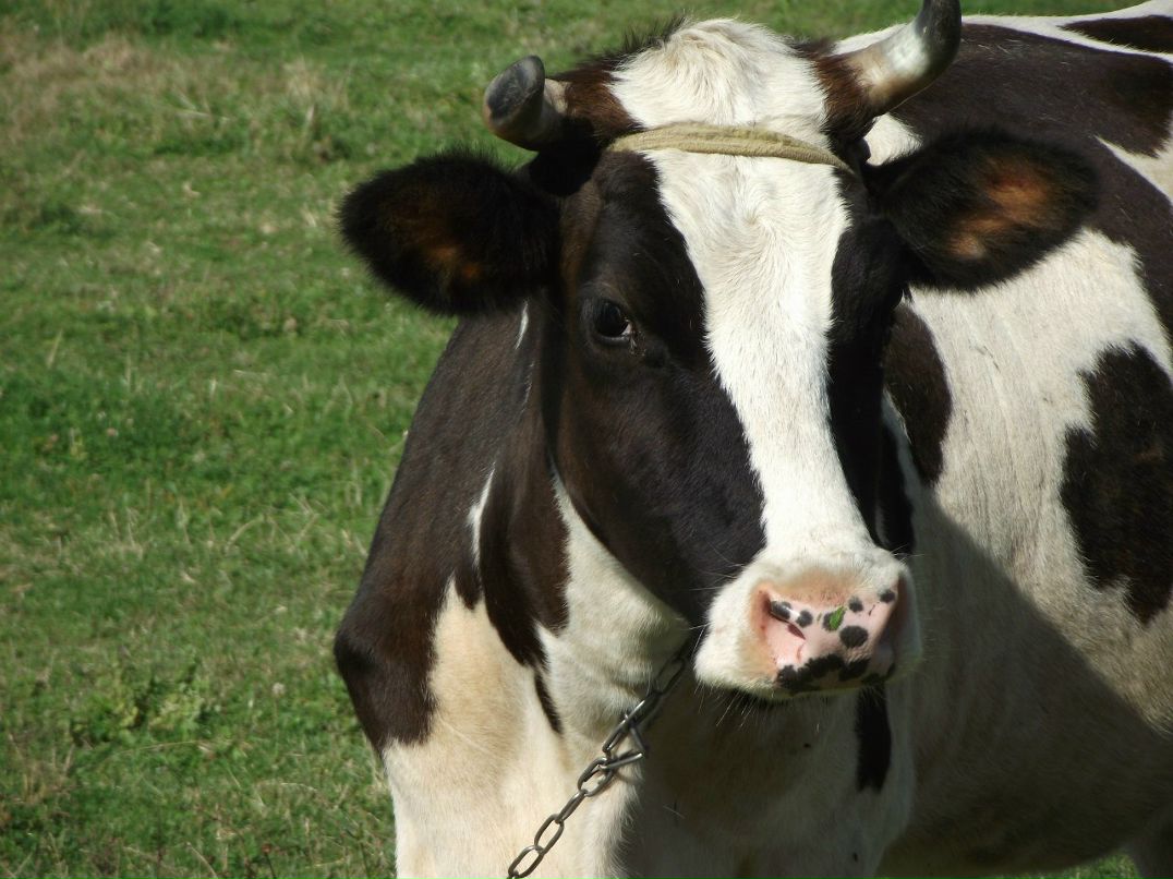 Николай Синельников | Санкт-Петербург