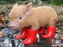 Василь Виговський Васильович | Ивано-Франковск