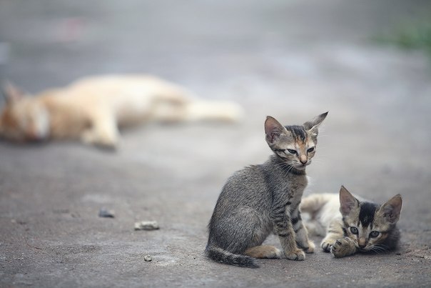 №16, Оля Седина №16, Оля Седина