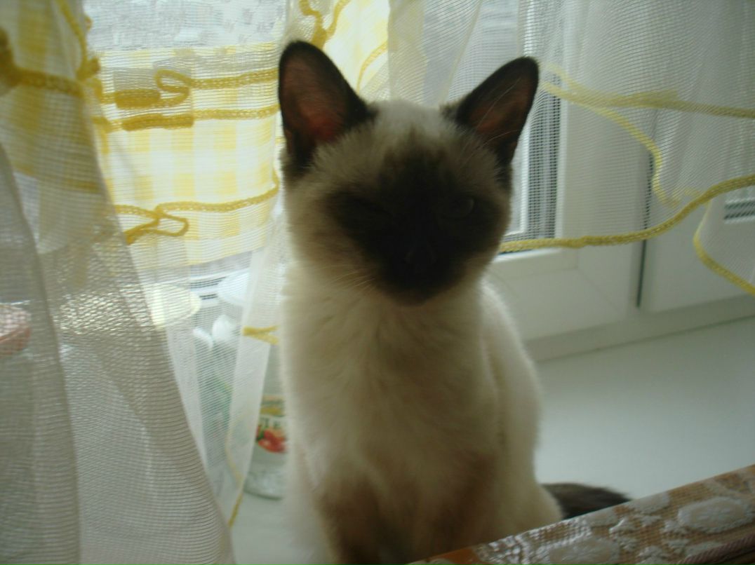 Александр Морозов | Москва