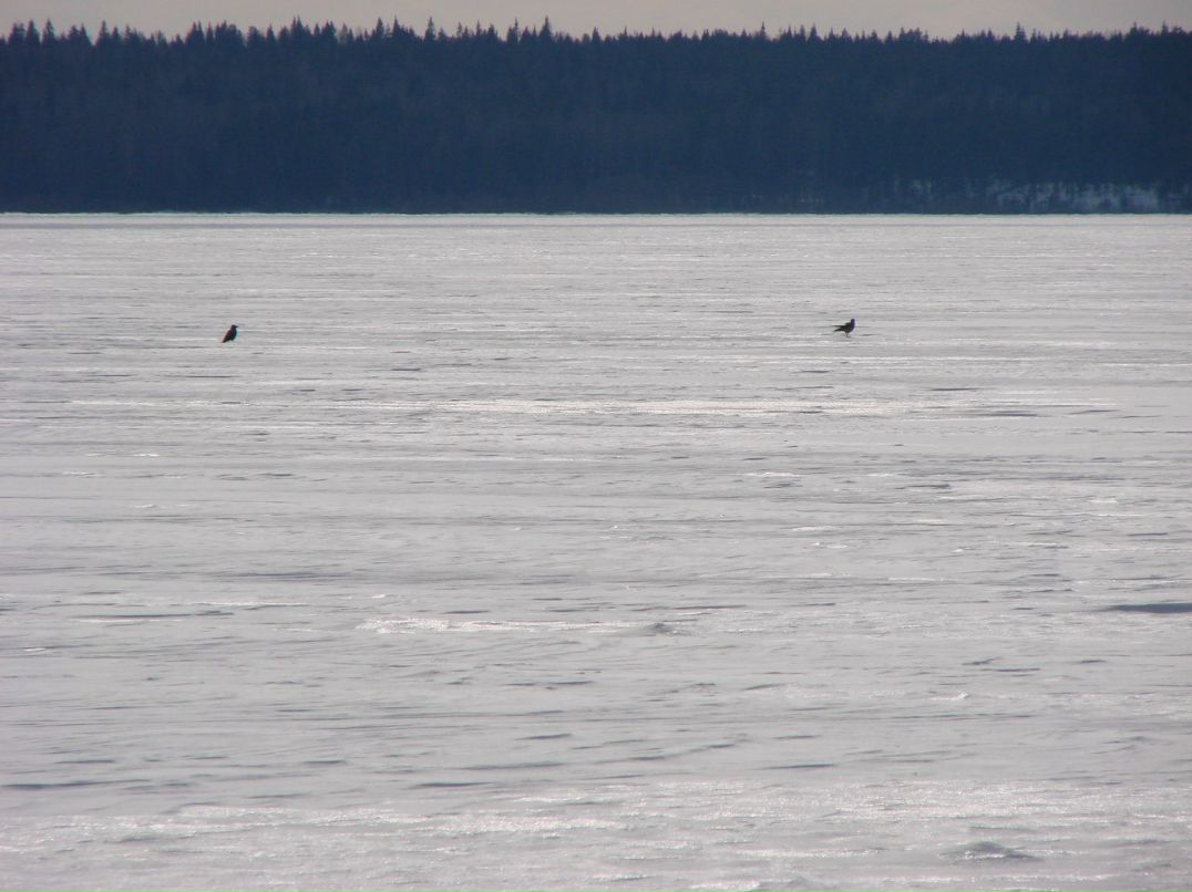 Евгений Осипов | Петрозаводск
