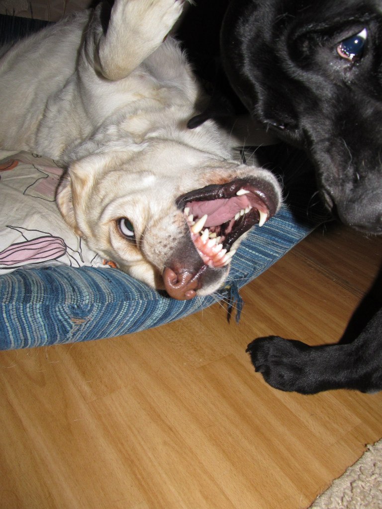 Алсу Карпачёва | Москва