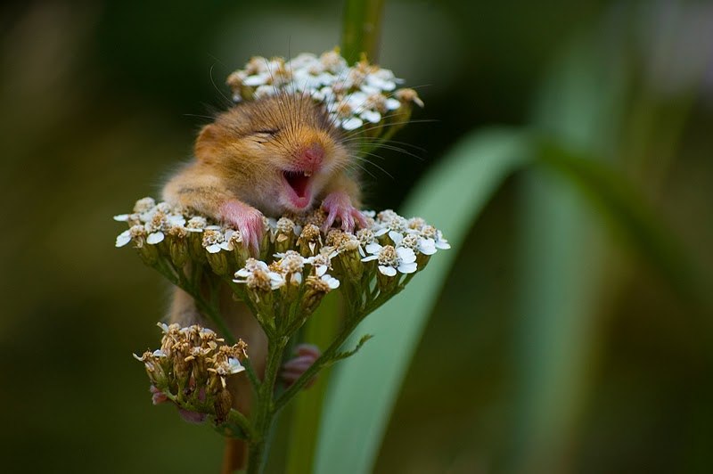 Яна Ромашкевич | Рига