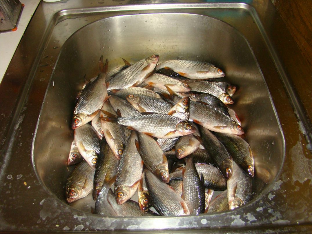 Александр Федорчак | Санкт-Петербург