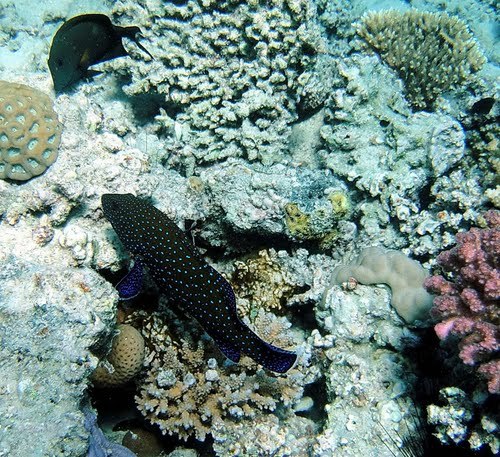 Александр Кирпичёнок | Санкт-Петербург