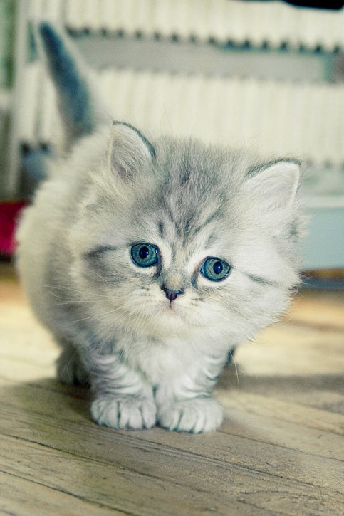 Алина Чернова | Москва