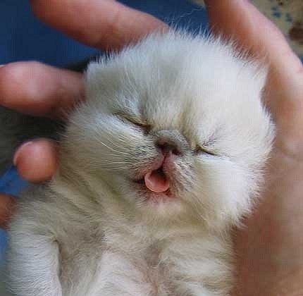 №103, Маргарита Прокопец, 36 лет, Красная Поляна №103, Маргарита Прокопец, 36 лет, Красная Поляна