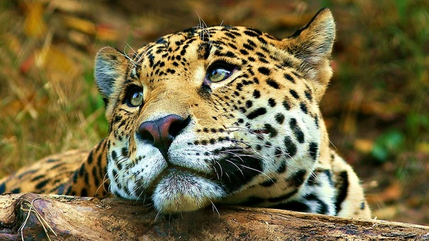 №3, Максим Вдовенков, Самара №3, Максим Вдовенков, Самара