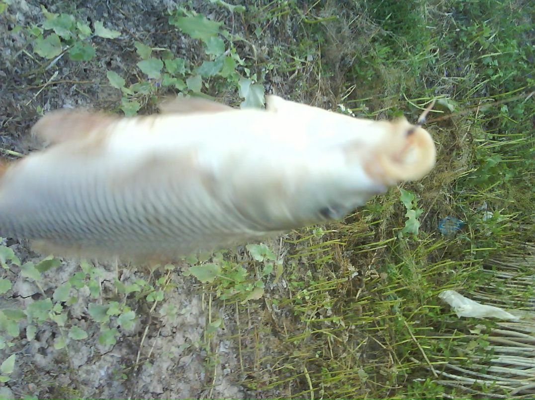 Серёга Рыбкин Seryoga | Близнюки