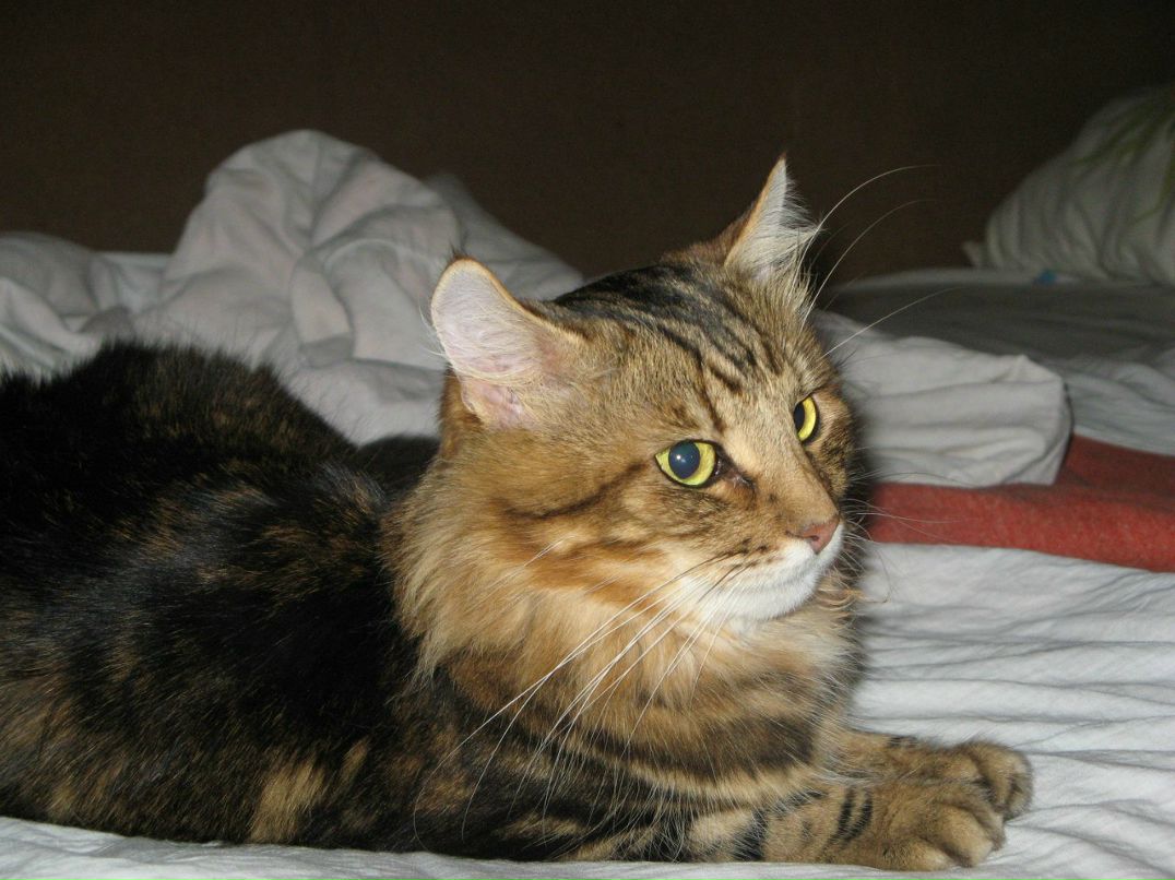 Наталья Шумляс | Киев