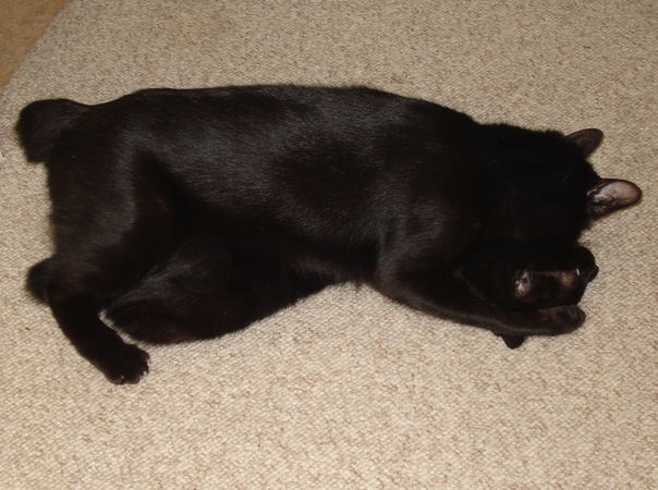 №15, Pavel California, Sacramento №15, Pavel California, Sacramento