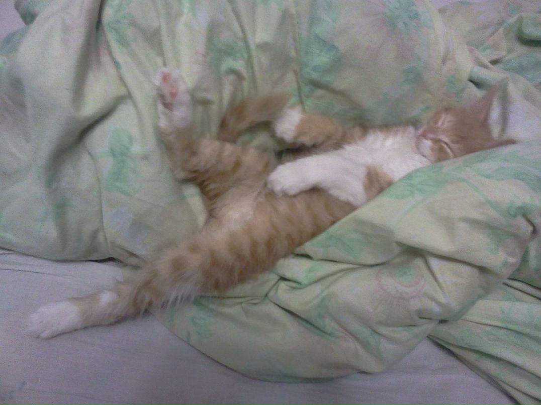 Антон Чиколай CooLlGhosT | Киев