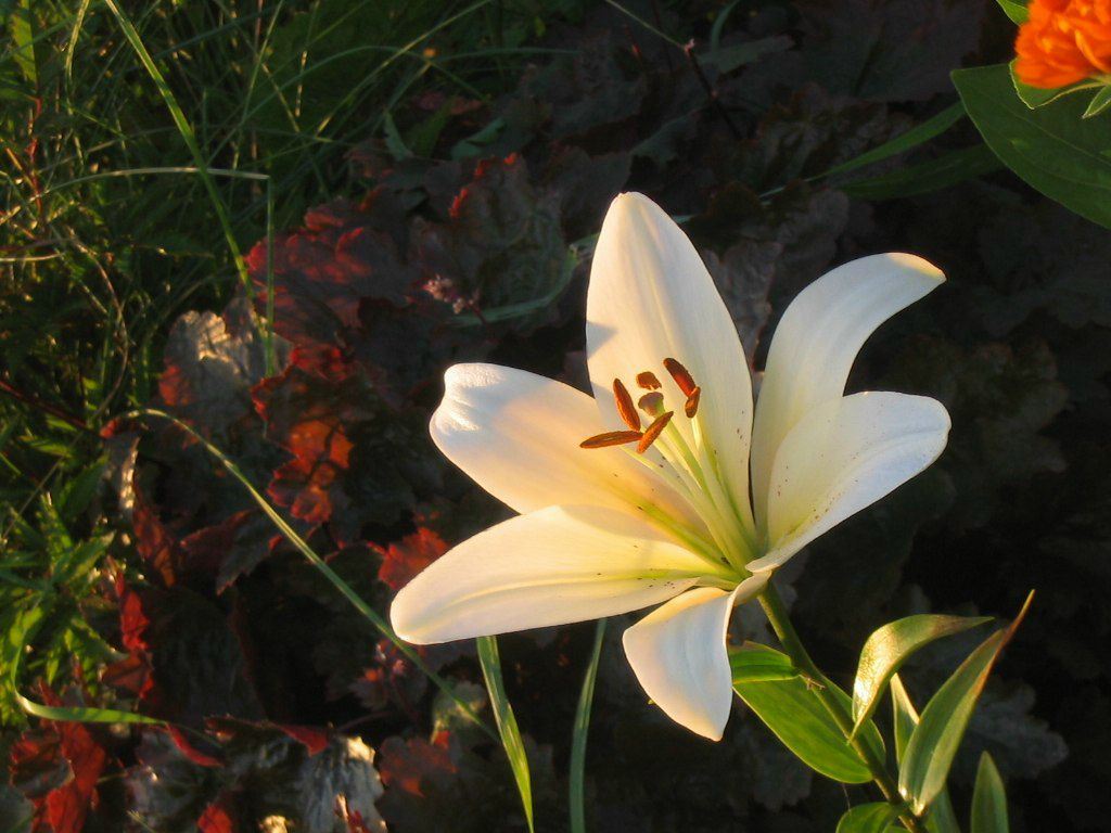 Сергей Каравайный | Нижнебаканская