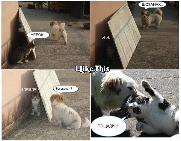 Bogdan Timonov | Alabama City