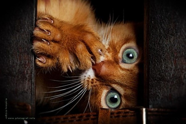 Татьяна Грачева | Смоленск