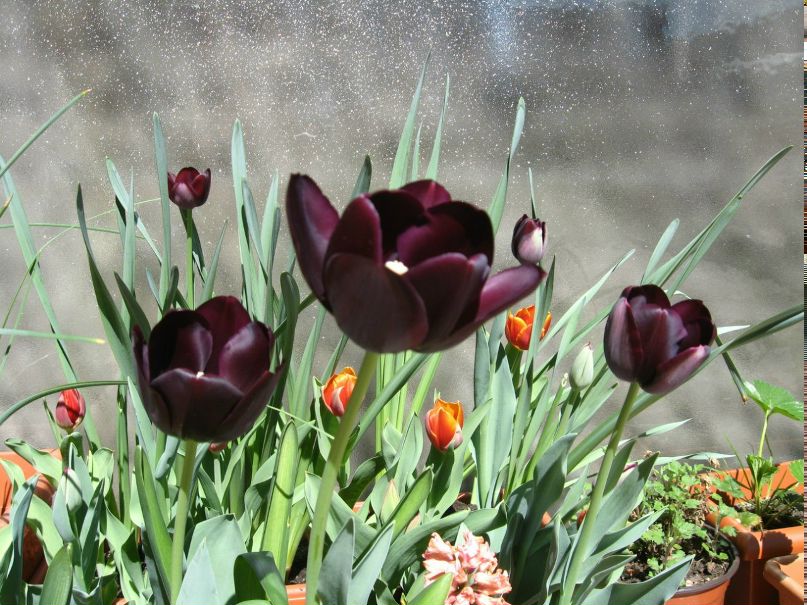 Юлия Шабала | 