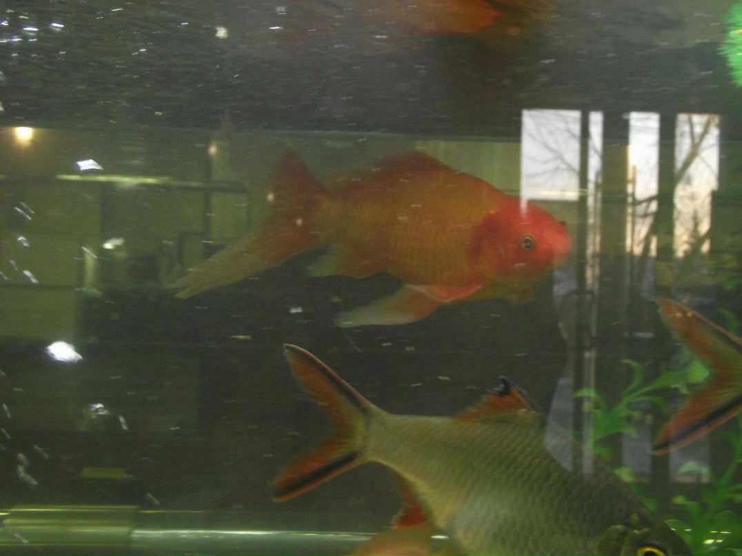 Павел Г | Омск