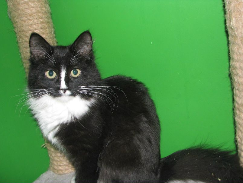 №86, Надежда Наумова, Санкт-Петербург №86, Надежда Наумова, Санкт-Петербург