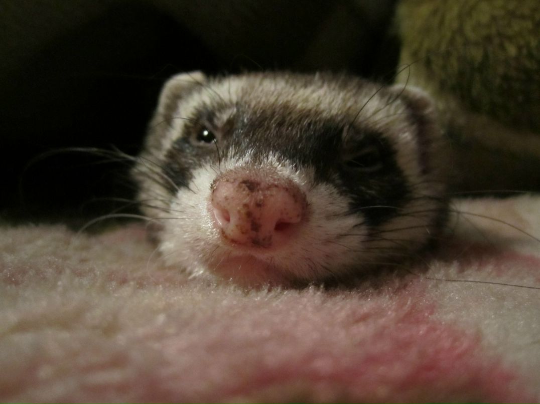 Наталья Желтова | 