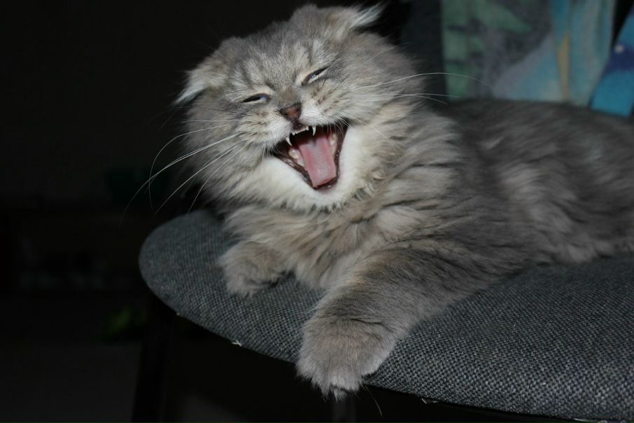 №135, Алеся Кувшинова, Петергоф №135, Алеся Кувшинова, Петергоф