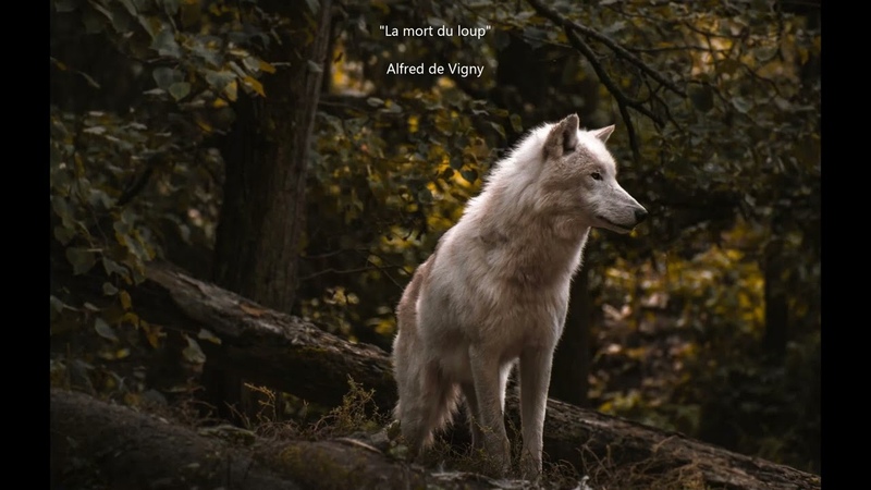 La mort du loup ( Alfred de