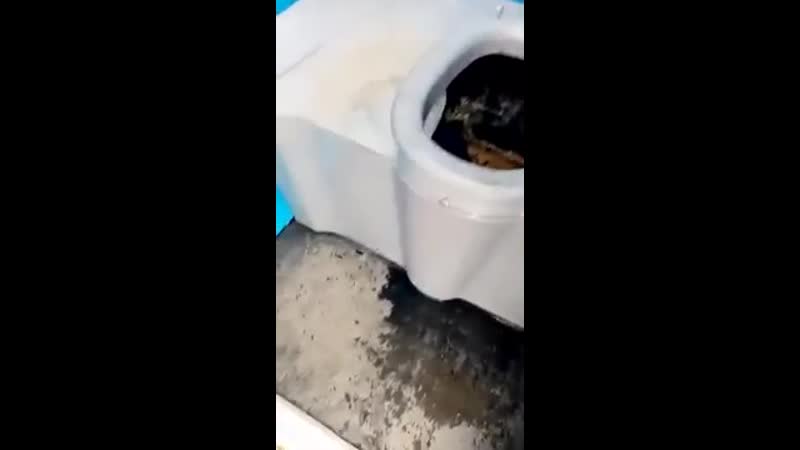 Трешсмеш прячется в сейфспейсе от токсичной