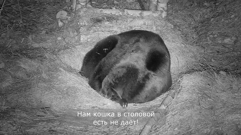 Ночная жизнь в вольере Мансура: Мышки, мишка и кошка
