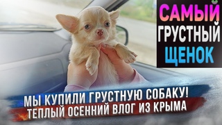 Мы купили грустную собаку  Щенок чихуахуа ехал к нам 2 дня через всю страну.