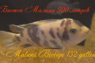 Биотоп Малави 500 литров