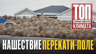 Самый необычный катаклизм: Юта утонула в сорняках | Топ горячих новостей климата | МАРТ 2024