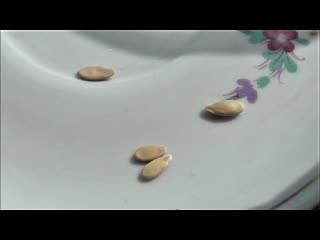 Сею огурдыню на рассаду