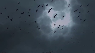 Background Black Bird  png || free downloads #sky #effect