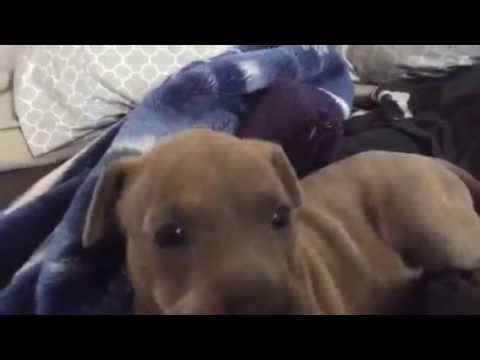 Best Cry Ever: Puppy