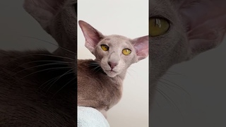 Ориентальная кошка: Разговорчивый питомец  #животные #кошки #питомцы