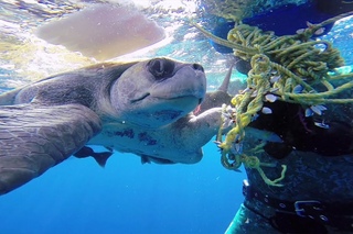 GoProClub: Diver Saves Sea Turtle