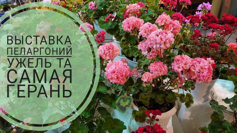 Выставка пеларгоний Ужель та самая герань 2022. Более 120