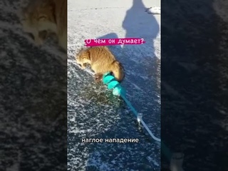 насрал на рыбаков#shorts