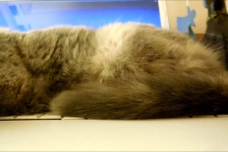 Котька медитирует на ноуте.