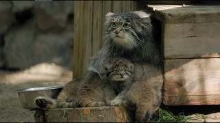 Six Pallas’s cat kittens born at the Novosibirsk zoo!