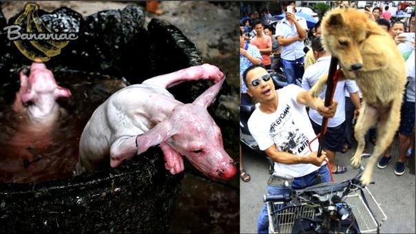 Inside the Yulin Dog Meat