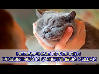 Необычные признаки радостной и счастливой кошки  Unusual signs of a joyful and happy cat