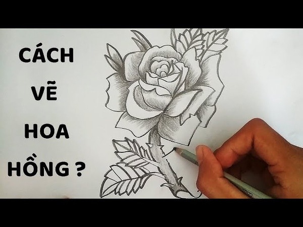 Vẽ Hoa Hồng bằng bút chì How to draw a