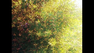 'Generique' ambient guitar soundscape