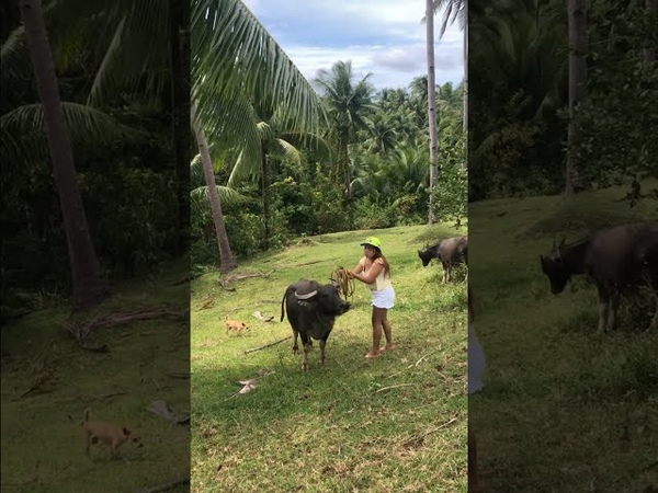 Carabao ride lets Ride (