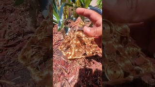Orgone PYRAMID helps Vegetation Grow
