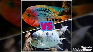 Ciclido Quetzal vs Vieja Argentea