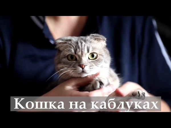 Кошка на