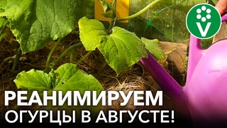 КОРМЛЮ ТАК ОГУРЦЫ РАЗ В НЕДЕЛЮ И ДО МОРОЗОВ СОБИРАЮ УРОЖАЙ! Рецепт реанимационного раствора